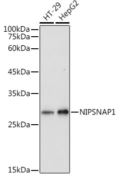 NIPSNAP1 Rabbit pAb