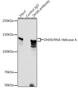 DHX9/RNA Helicase A Rabbit pAb