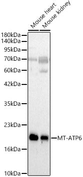MT-ATP6 Rabbit pAb