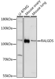 RALGDS Rabbit pAb