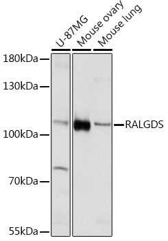 RALGDS Rabbit pAb