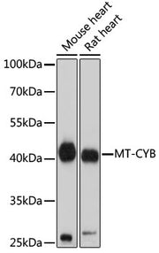 MT-CYB Rabbit pAb