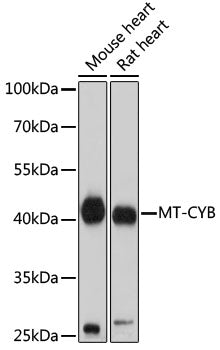 MT-CYB Rabbit pAb