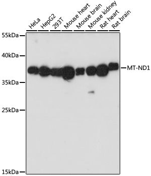 MT-ND1 Rabbit pAb