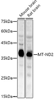 MT-ND2 Rabbit pAb