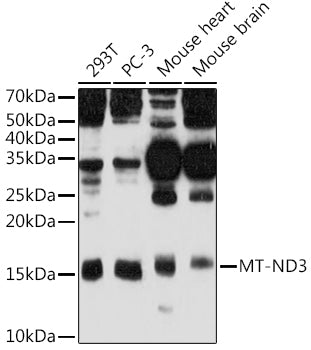 MT-ND3 Rabbit pAb