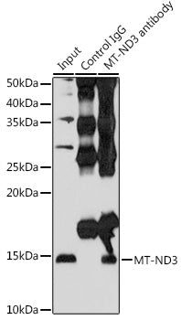 MT-ND3 Rabbit pAb