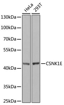 [KO Validated] CSNK1E Rabbit pAb