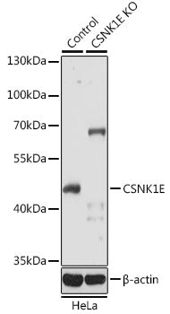 [KO Validated] CSNK1E Rabbit pAb