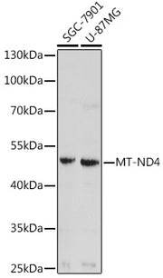 MT-ND4 Rabbit pAb