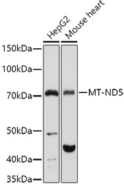 MT-ND5 Rabbit pAb