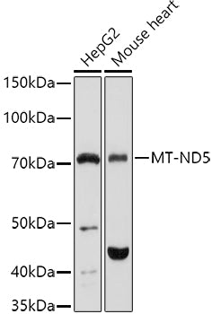 MT-ND5 Rabbit pAb