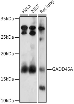 GADD45A Rabbit pAb