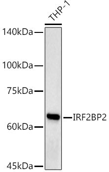 IRF2BP2 Rabbit pAb