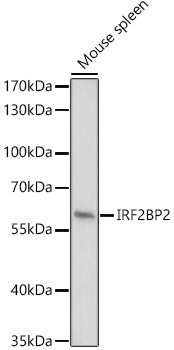 IRF2BP2 Rabbit pAb