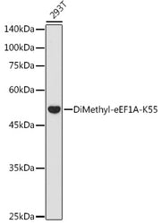DiMethyl-eEF1A-K55 Rabbit pAb