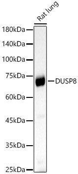 DUSP8 Rabbit pAb