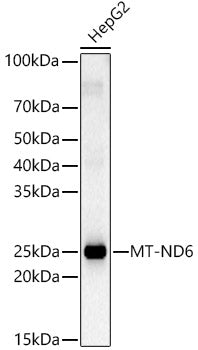 MT-ND6 Rabbit pAb