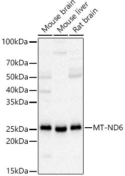 MT-ND6 Rabbit pAb