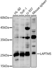 LAPTM5 Rabbit pAb