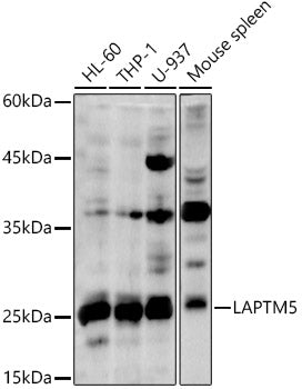 LAPTM5 Rabbit pAb