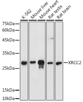 XRCC2 Rabbit pAb