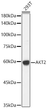 AKT2 Rabbit pAb