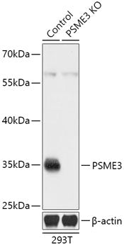 [KO Validated] PSME3 Rabbit pAb