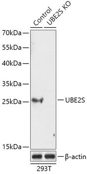 [KO Validated] UBE2S Rabbit pAb
