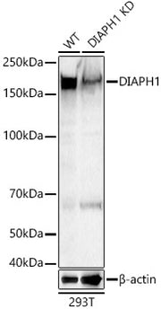 [KD Validated] DIAPH1 Rabbit pAb