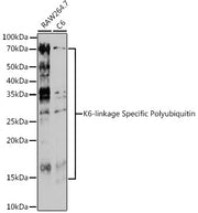 K6-linkage Specific Polyubiquitin Rabbit pAb
