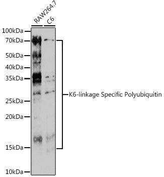 K6-linkage Specific Polyubiquitin Rabbit pAb