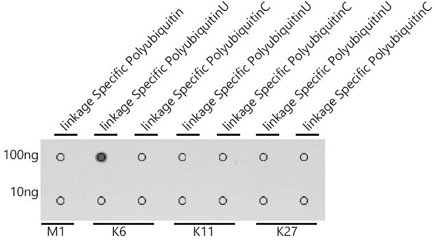 K6-linkage Specific Polyubiquitin Rabbit pAb