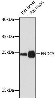 FNDC5 Rabbit pAb