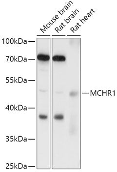 MCHR1 Rabbit pAb