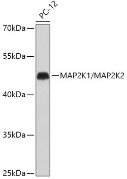 MEK1/MEK2 Rabbit pAb