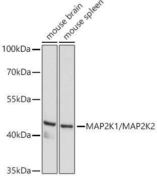 MEK1/MEK2 Rabbit pAb