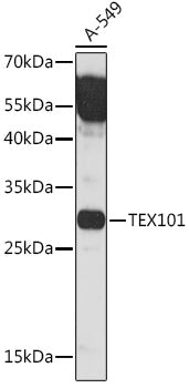 TEX101 Rabbit pAb