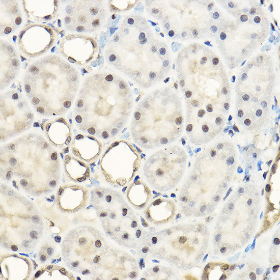 Pan-Akt Rabbit pAb