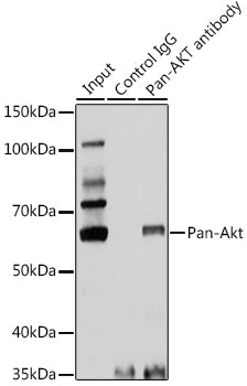 Pan-Akt Rabbit pAb