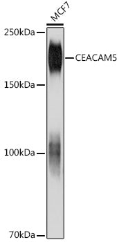 CEACAM5 Mouse mAb