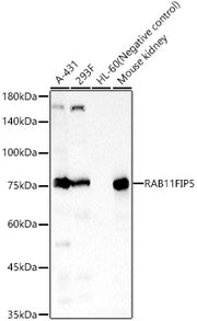 RAB11FIP5 Rabbit pAb