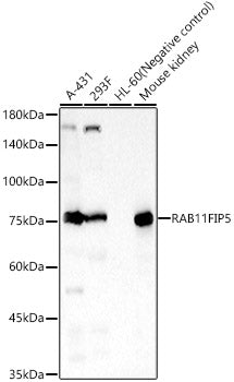 RAB11FIP5 Rabbit pAb