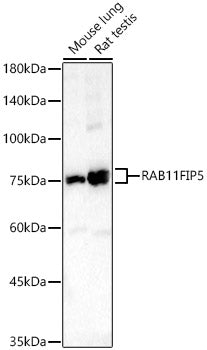 RAB11FIP5 Rabbit pAb