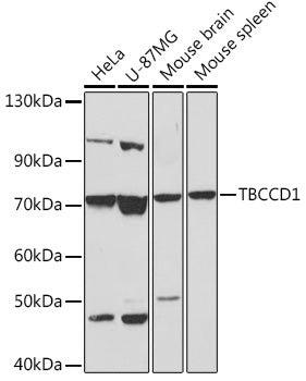 TBCCD1 Rabbit pAb