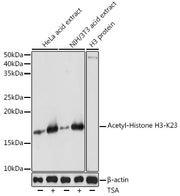 Acetyl-Histone H3-K23 Rabbit pAb