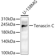 Tenascin C Rabbit pAb