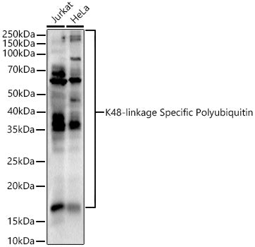 K48-linkage Specific Polyubiquitin Rabbit pAb