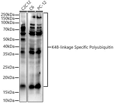 K48-linkage Specific Polyubiquitin Rabbit pAb