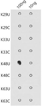 K48-linkage Specific Polyubiquitin Rabbit pAb
